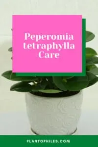 Peperomia tetraphylla care