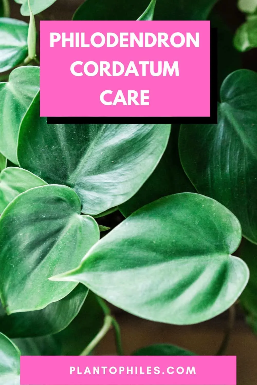 Philodendron Cordatum Care