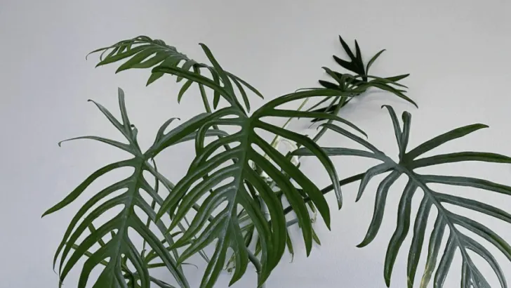 Philodendron Elegans Care Guide