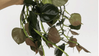 Philodendron Lupinum