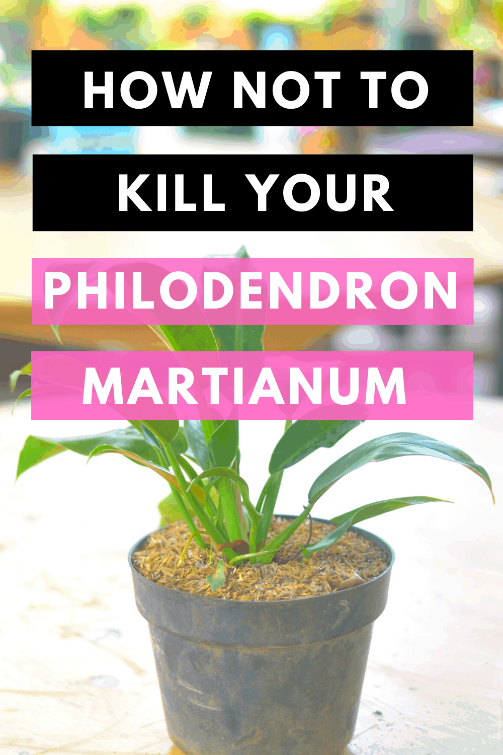 How Not To Kill Your Philodendron Martianum