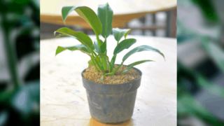 Philodendron Martianum Plant Care