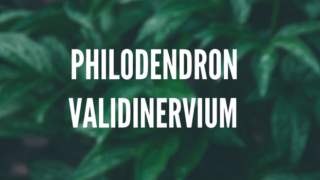 Philodendron Validinervium