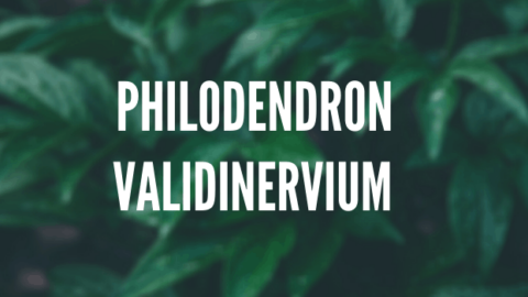 Philodendron Validinervium Step-by-Step Care Guide