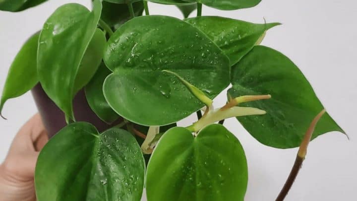 Philodendron Cordatum Care — All You Need to Know