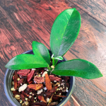 Hoya Calycina Plant Care
