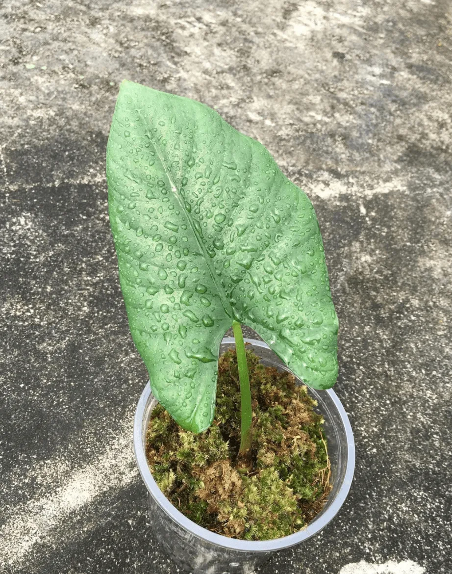 Alocasia Nebula Plant Care