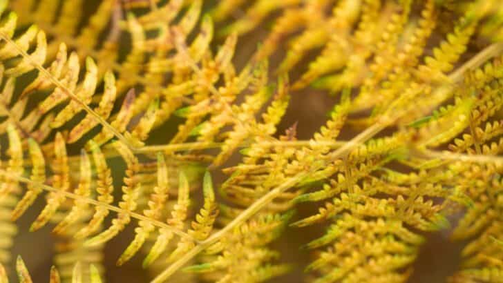 7 Reasons Your Fern Is Turning Yellow
