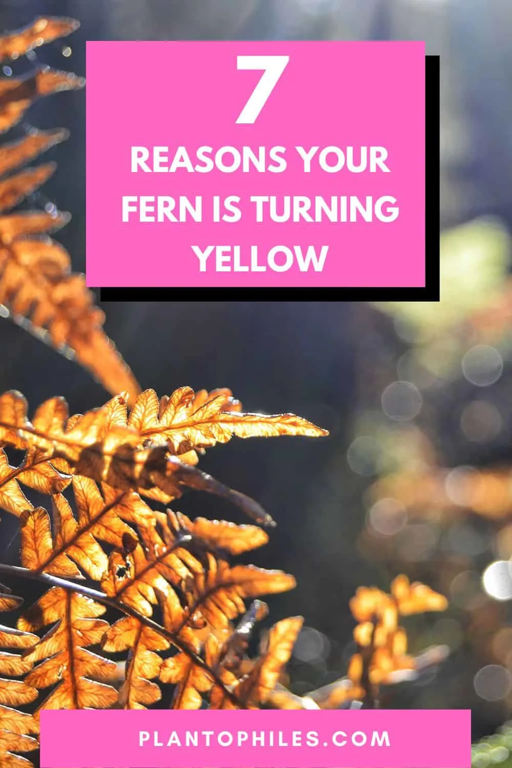 7 Reasons Your Fern is Turning Yellow