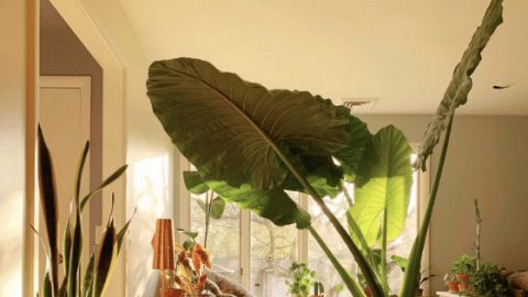 Alocasia Macrorrhizos – Ultimate Care