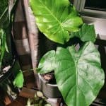 Alocasia Odora Plant Care Guide
