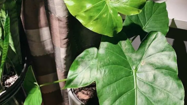 Alocasia Odora &ndash; Best Growing Tips