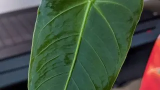 Anthurium Angamarcanum Plant Care