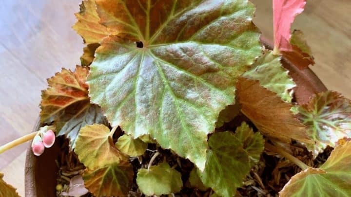 Begonia Pearcei Care – Everything You Need to Know!