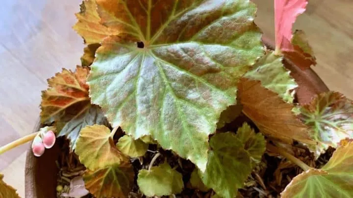 Begonia Pearcei Care &ndash; Everything You Need to Know!