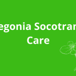 Begonia Socotrana Care