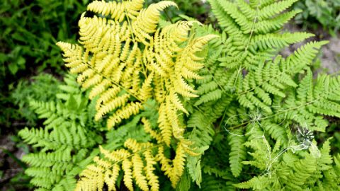 7 Reasons Your Fern Is Turning Yellow | Plantophiles