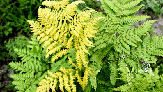 7 Reasons Your Fern Is Turning Yellow