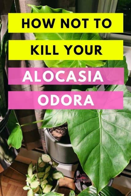 Alocasia Odora - Best Growing Tips | Plantophiles