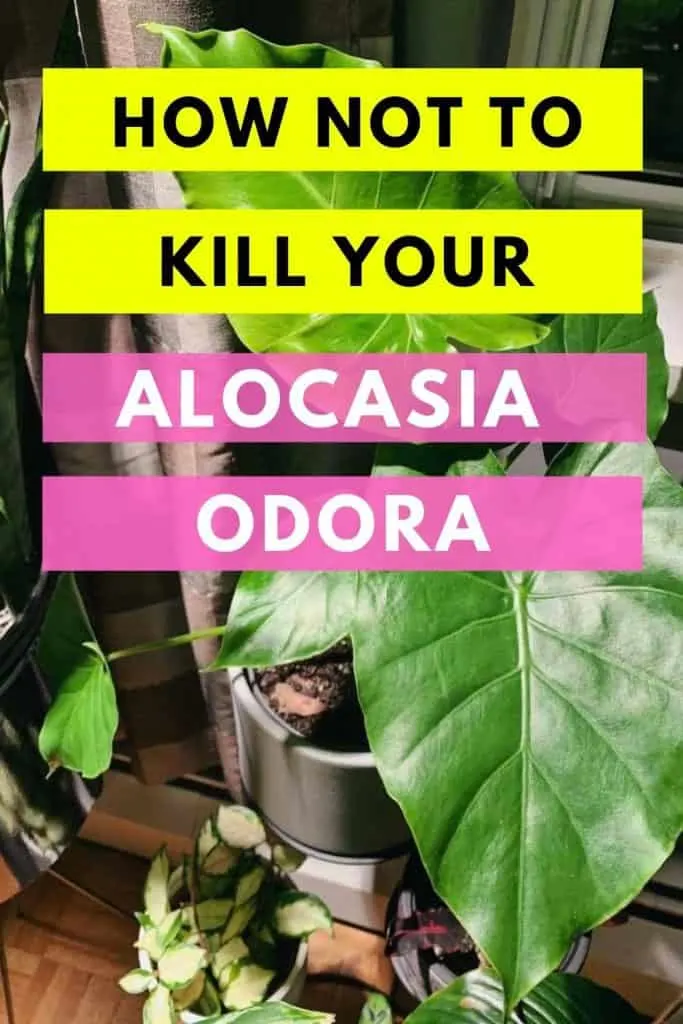 How Not To Kill Your Alocasia Odora
