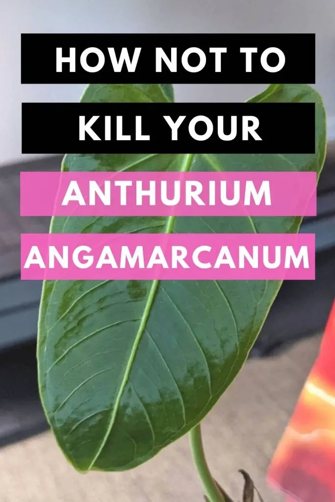 How Not To Kill Your Anthurium Angamarcanum