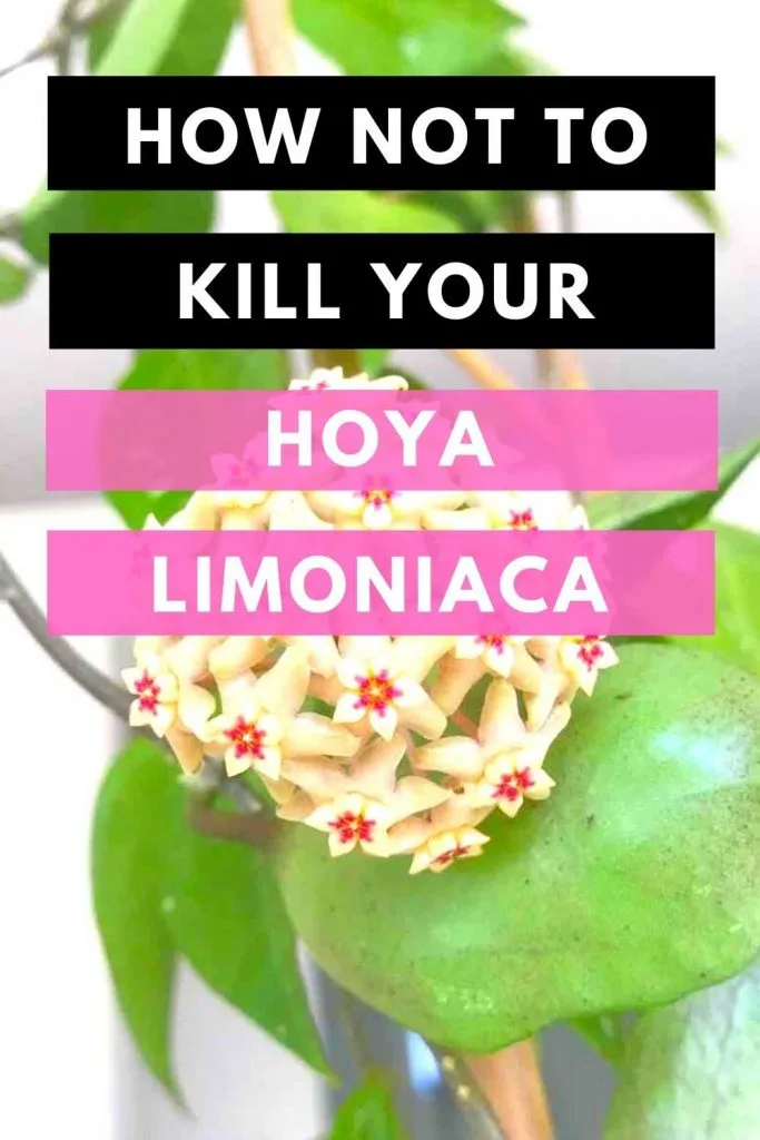 How Not To Kill Your Hoya Limoniaca