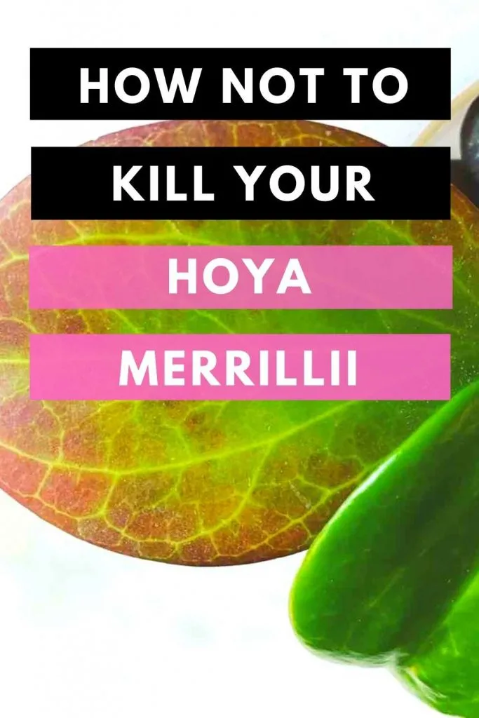How Not To Kill Your Hoya Merrillii