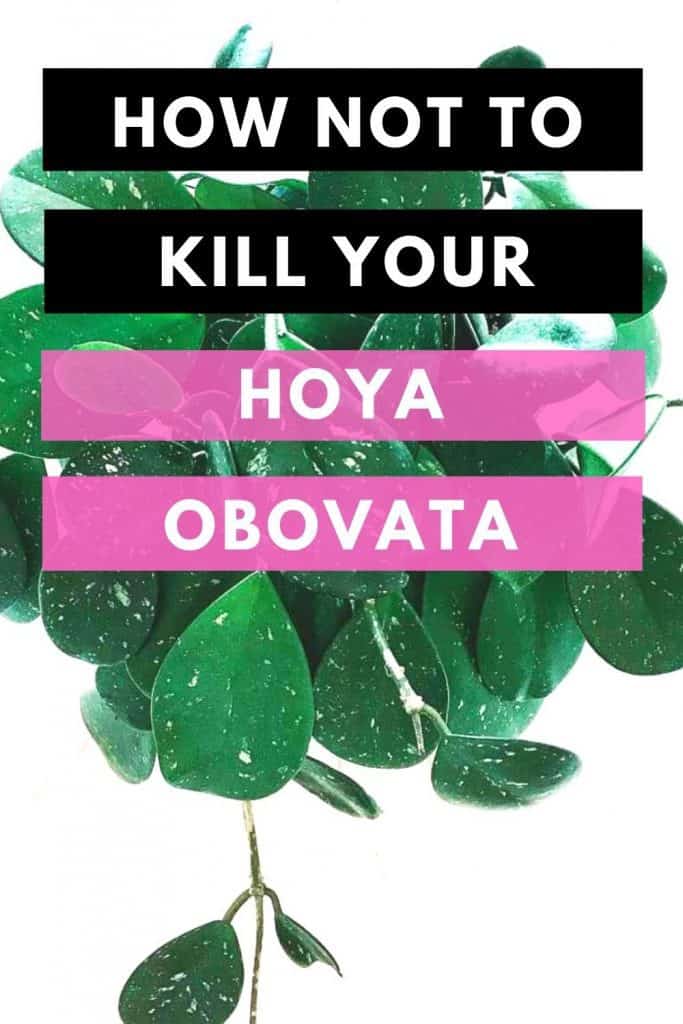 How Not To Kill Your Hoya Obovata