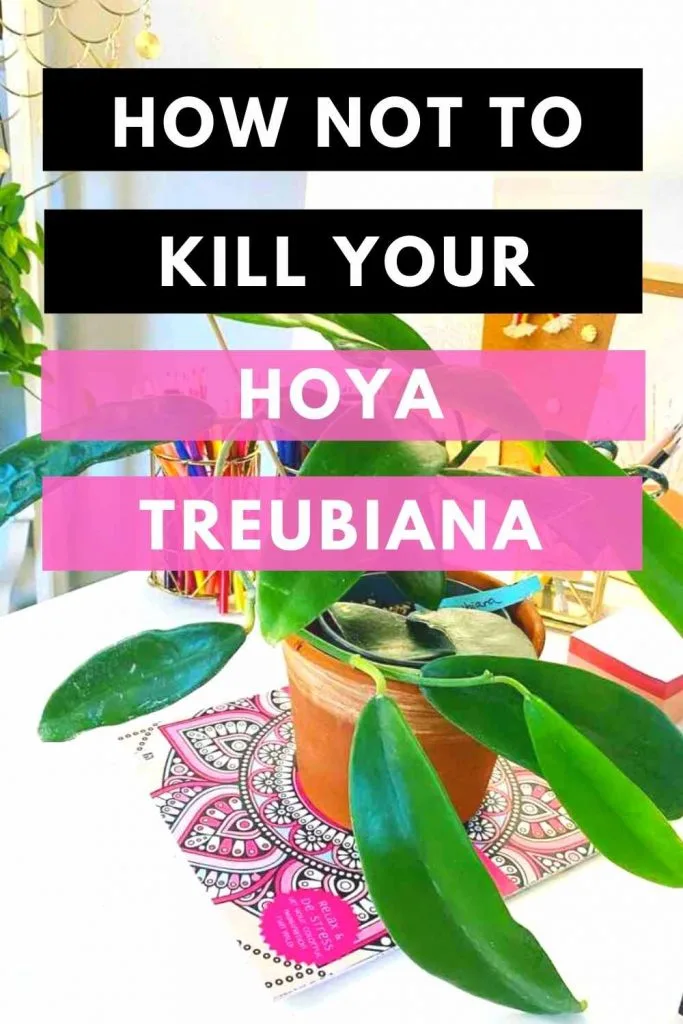 Hoya Treubiana Top Care Tips 1