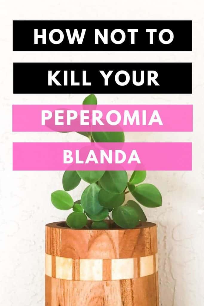 How Not To Kill Your Peperomia Blanda
