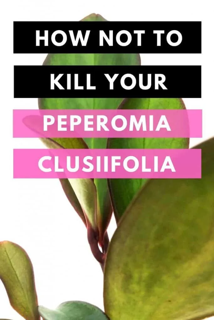 How Not To Kill Your Peperomia Clusiifolia