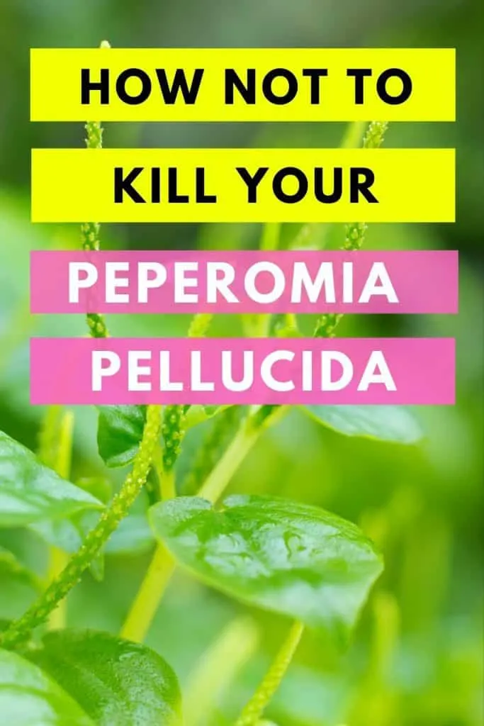 How Not To Kill Your Peperomia Pellucida