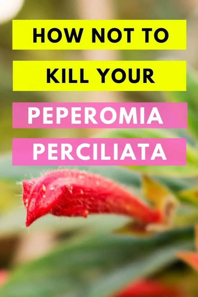 How Not To Kill Your Peperomia Perciliata