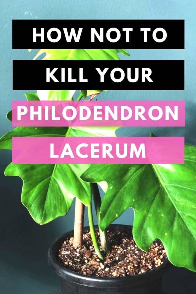 How Not To Kill Your Philodendron Lacerum