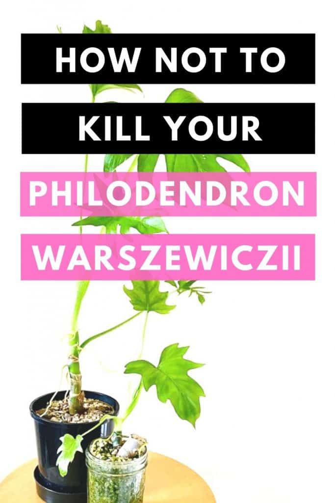 How Not To Kill Your Philodendron Warszewiczii