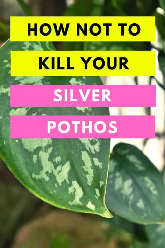 How Not To Kill Your Silver Pothos