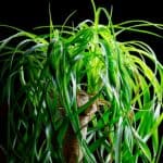 How to Trim and Prune a Ponytail Palm