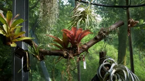 How to attach Bromeliads to trees and other surfaces