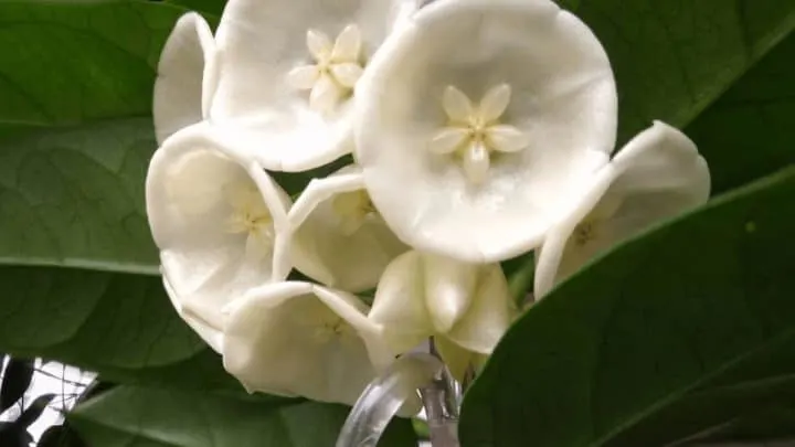 Hoya Danumensis Care – Best Practices