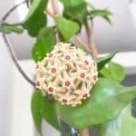Hoya Limoniaca Plant Care