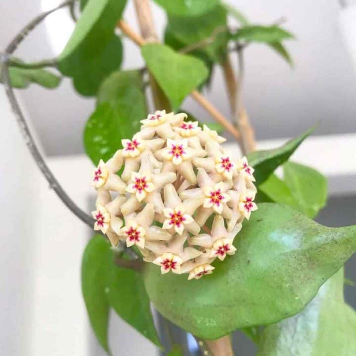 Hoya Limoniaca Best Care Tips