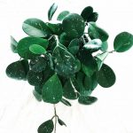 Hoya Obovata Plant Care