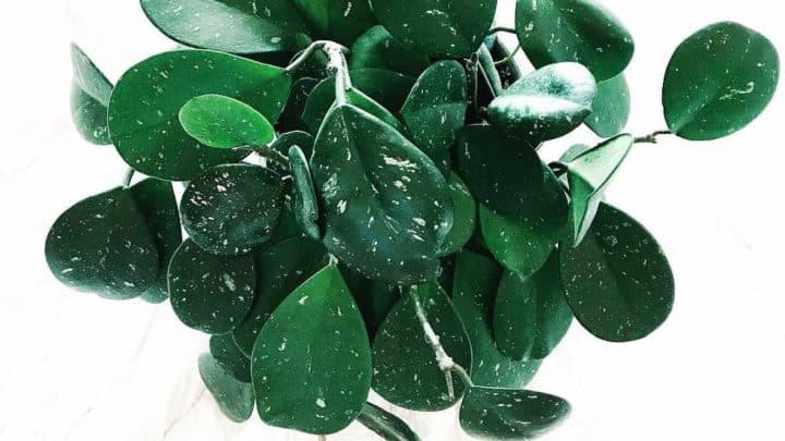 Hoya Obovata Care Tips That Actually Work