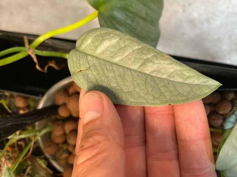 Juvenile Cebu Blue pothos leaf in my hydroponics system. I grow these plants in leca