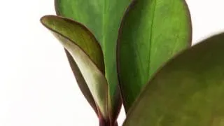Peperomia Clusiifolia Plant Care