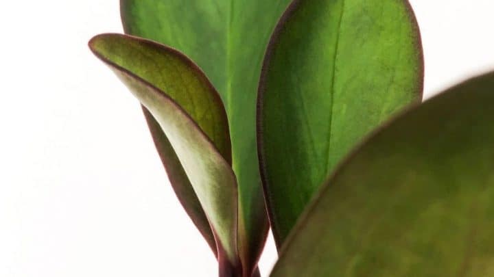 Peperomia Clusiifolia Care in a Nutshell