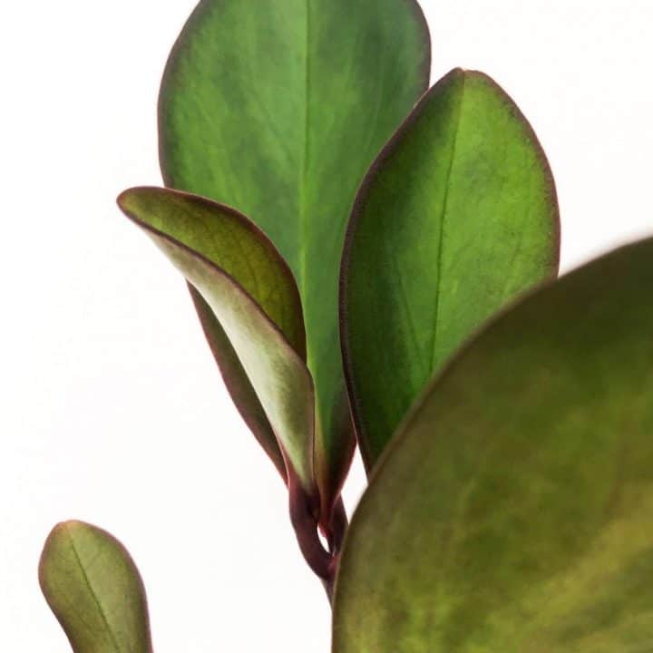 Peperomia Clusiifolia Care in a Nutshell