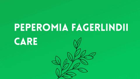 Peperomia Fagerlindii – An Indoor Gardeners Guide