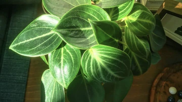 A Complete Peperomia Maculosa Care Guide
