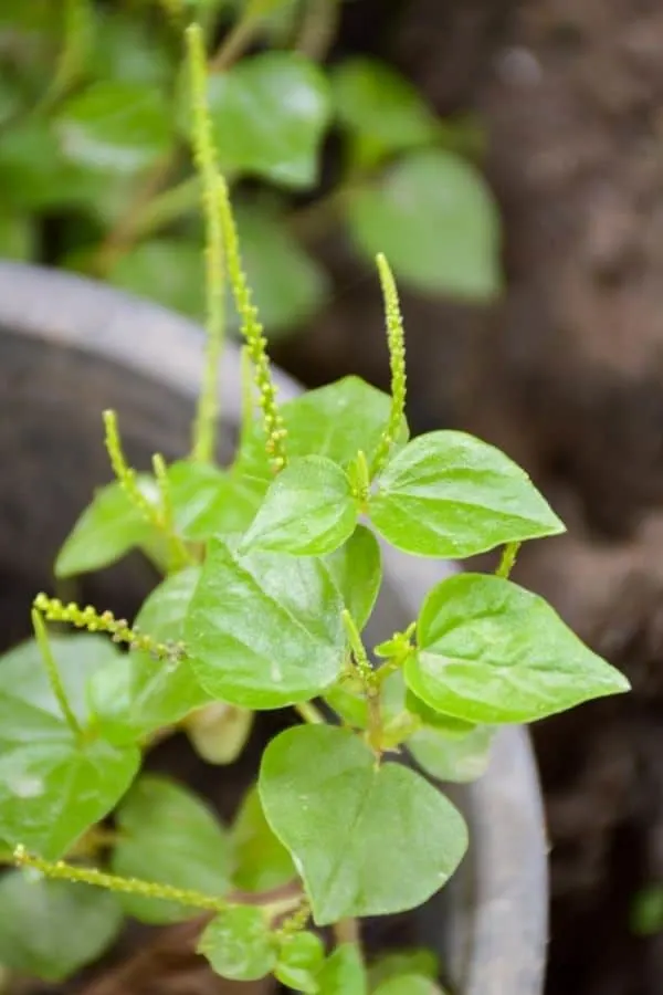 Peperomia Pellucida Plant Care
